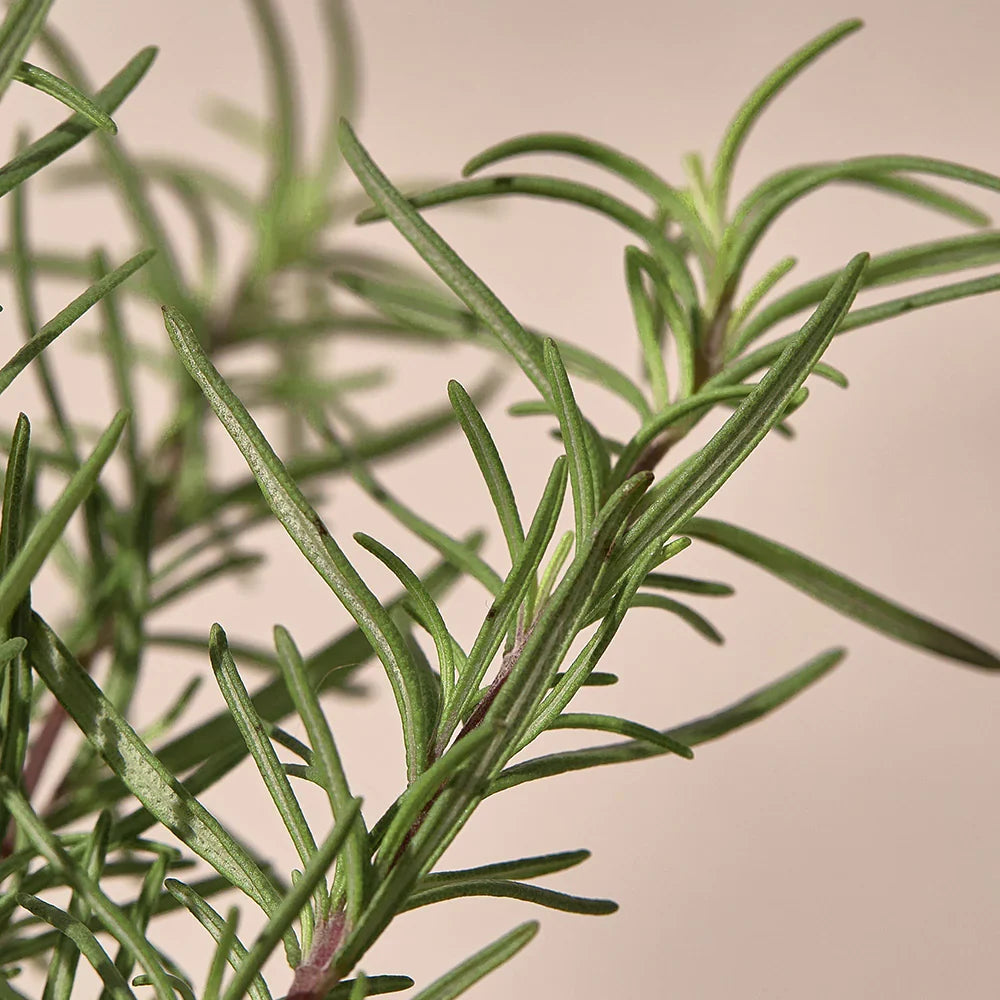 Kaine Rosemary Relief Gel Cleanser